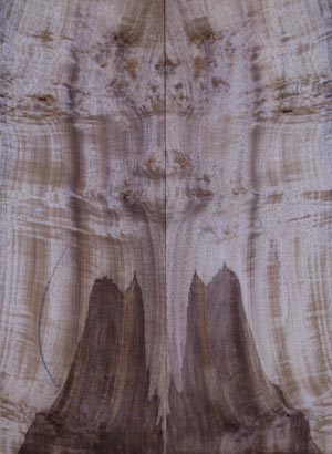 myrtlewood burl 20